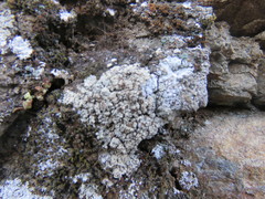 Lobothallia alphoplaca