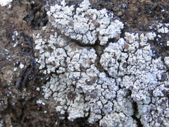 Lobothallia alphoplaca