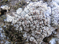 Lobothallia alphoplaca