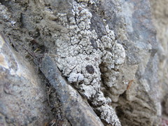 Lobothallia alphoplaca
