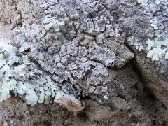 Lobothallia alphoplaca