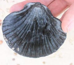 Pecten fumatus