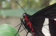 Parides proneus