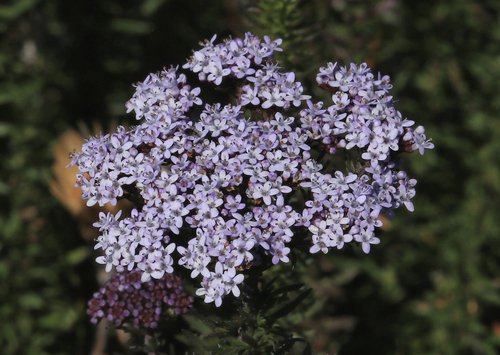 Image of Tetraselago wilmsii by (c) Wynand Uys, some rights reserved (CC BY)