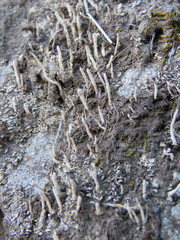 Cladonia subfimbriata