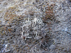 Cladonia subfimbriata