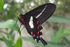 Parides proneus