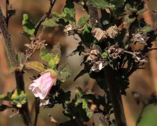 Image of Pavonia columella by (c) Wynand Uys, some rights reserved (CC BY)