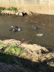 Phalacrocorax carbo hanedae