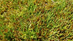 Oreobolus pectinatus