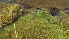 Oreobolus pectinatus