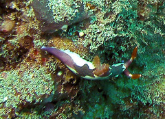 Nembrotha chamberlaini