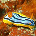 Elisabeth's Chromodoris - Photo (c) Lesley Clements, some rights reserved (CC BY-NC)