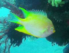 Amblyglyphidodon aureus