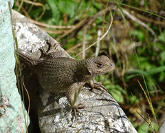 Sceloporus formosus