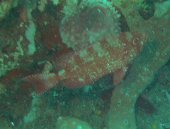 Priacanthus