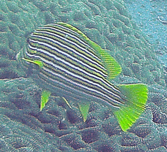 Plectorhinchus polytaenia