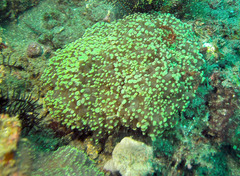 Fimbriaphyllia divisa
