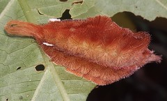 Megalopyginae