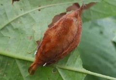 Megalopyginae