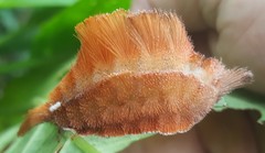 Megalopyginae