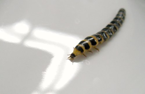 iNaturalist observation photo of Western Banded Glowworm