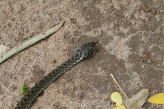 Madagascarophis colubrinus