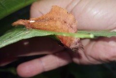 Megalopyginae