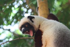 Propithecus coquereli