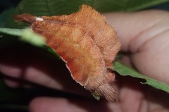 Megalopyginae