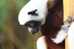 Propithecus coquereli