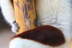 Propithecus coquereli