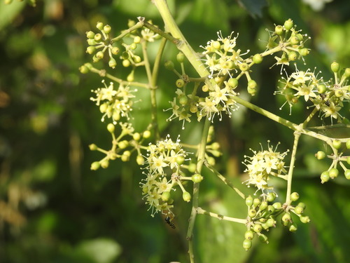 Heptapleurum heptaphyllum