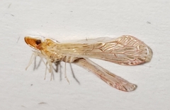 Shellenius schellenbergii