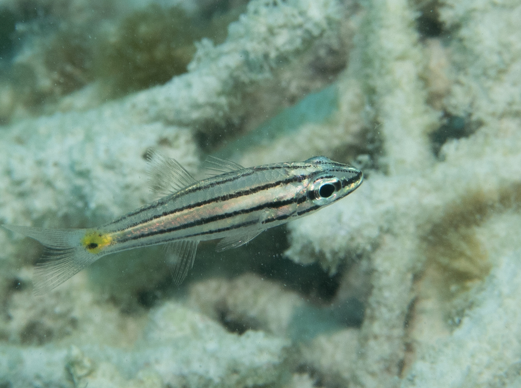 Dog-toothed Cardinalfish