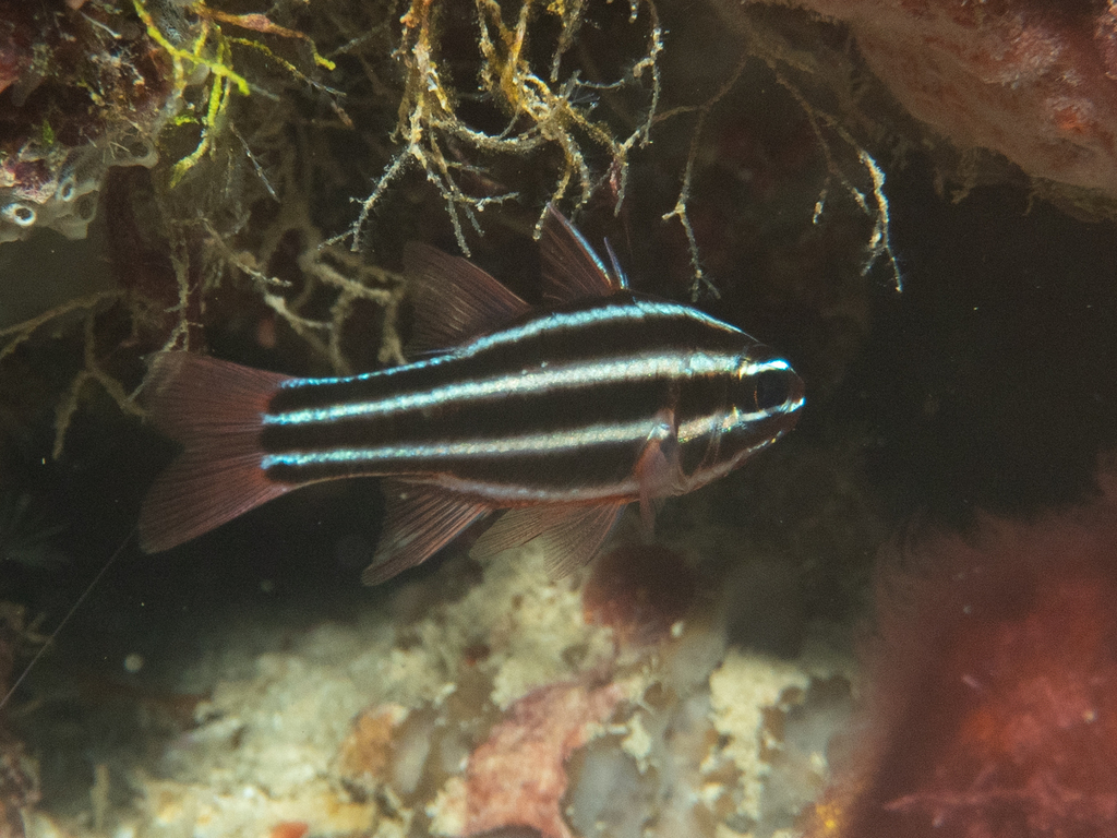 Blackbanded Soldierfish