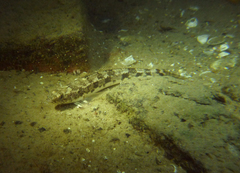 Pseudaphritis urvillii