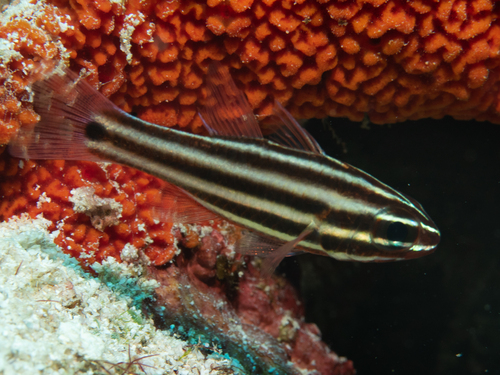 Broadstripe cardinalfish (Ostorhinchus angustatus) — Apogonidae