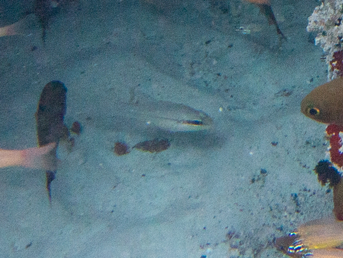 Pristiapogon abrogramma observed 2022-07-03