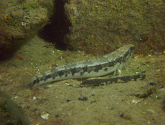Pseudaphritis urvillii