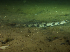 Pseudaphritis urvillii