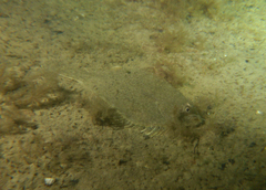 Rhombosolea tapirina