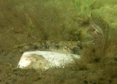 Favonigobius lateralis