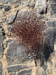 Eriogonum rixfordii