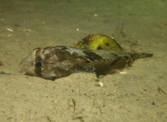 Devilfish photo 5