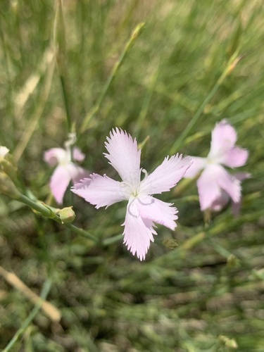 Dianthus floribundus