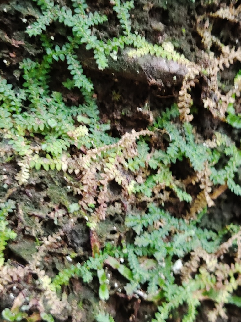 Selaginella austro-orientalis