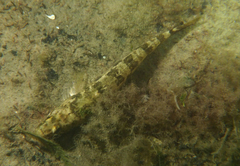 Pseudaphritis urvillii