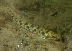 Pseudaphritis urvillii