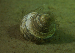 Monodontinae